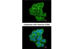 Immunofluorescence analysis of paraformaldehyde-fixed A431 using AP31130PU-N RGS17 antibody at 1/200 dilution. (RGS17 Antikörper  (AA 148-160))