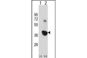 Western blot analysis of Nek6 (arrow) using rabbit polyclonal Mouse Nek6 Antibody (C-term) (ABIN657847 and ABIN2846808). (NEK6 Antikörper  (C-Term))