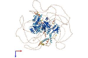 BLM Protein (AA 1-1416) (His tag)