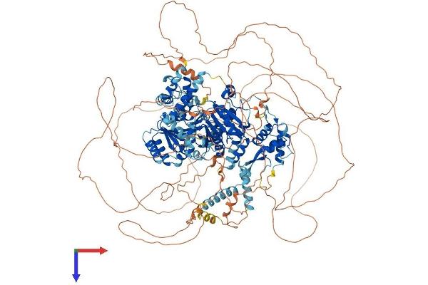 BLM Protein (AA 1-1416) (His tag)