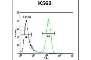 GAGE13 Antibody (N-term) (ABIN654525 and ABIN2844247) flow cytometric analysis of K562 cells (right histogram) compared to a negative control cell (left histogram). (G Antigen 13 Antikörper  (N-Term))