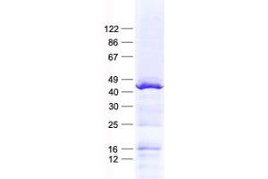 Validation with Western Blot (TFB1M Protein (His tag))