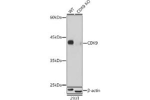Western blot analysis of extracts from wild type(WT) and CDK9 knockout (KO) 293T cells, using CDK9 antibody (ABIN7266597) at 1:500 dilution. (CDK9 Antikörper)