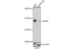 CDK9 Antikörper