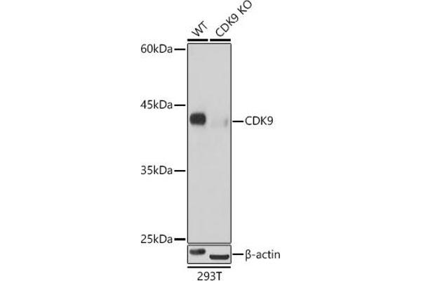 CDK9 Antikörper