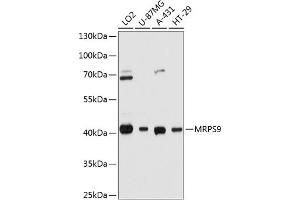 Western blot analysis of extracts of various cell lines, using MRPS9 antibody (ABIN6132998, ABIN6144050, ABIN6144051 and ABIN6215425) at 1:3000 dilution. (MRPS9 Antikörper  (AA 237-396))
