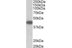 Image no. 1 for anti-Tribbles Homolog 1 (TRIB1) (AA 304-317) antibody (ABIN1104819) (TRIB1 Antikörper  (AA 304-317))