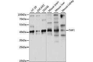 Western blot analysis of extracts of various cell lines, using TWF1 antibody (ABIN7271105) at 1:1000 dilution. (TWF1 Antikörper  (AA 101-350))