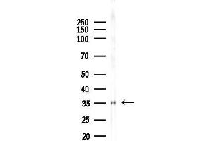 anti-RNA terminal Phosphate Cyclase Domain 1 (RTCD1) (C-Term) antibody