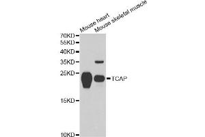 Western blot analysis of extracts of various cell lines, using TCAP antibody. (TCAP Antikörper)