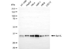 Western blotting analysis using Seh1L antibody (ABIN7800290).