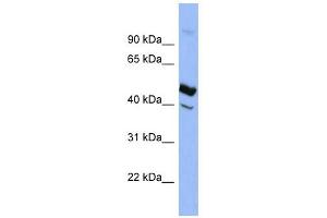 SERPIND1 antibody used at 1 ug/ml to detect target protein. (SERPIND1 Antikörper)