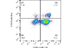 Flow cytometry analysis (surface staining) of CD305 / LAIR-1 in human peripheral blood (lymphocyte gate) with anti-CD305 (NKTA255) PE. (LAIR1 Antikörper  (PE))