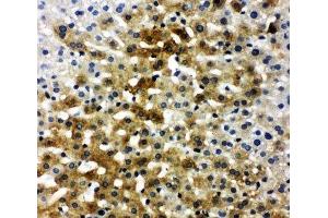 IHC-P: BSP antibody testing of rat liver tissue (IBSP Antikörper  (C-Term))