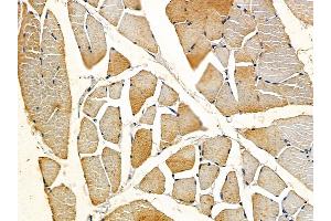 ABIN6257810 and ABIN6275794 at 1/100 staining rat muscle tissue by IHC-P. (MYL7 Antikörper)