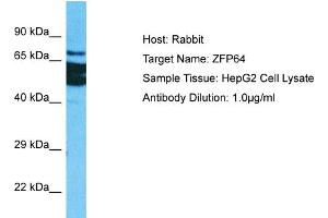 Host: Rabbit Target Name: ZFP64 Sample Tissue: Human HepG2 Whole Cell Antibody Dilution: 1ug/ml (ZFP64 Antikörper  (C-Term))