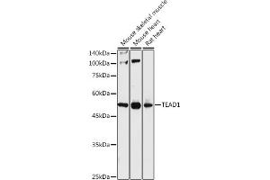 Western blot analysis of extracts of various cell lines, using TE antibody (ABIN6129488, ABIN6148982, ABIN6148984 and ABIN6217332) at 1:1000 dilution. (TEAD1 Antikörper  (AA 135-215))