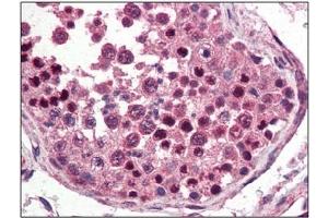 Image no. 3 for anti-Nanog Homeobox (NANOG) (C-Term) antibody (ABIN374808) (Nanog Antikörper  (C-Term))