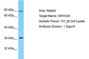 Host: Rabbit Target Name: OR10G9 Sample Type: 721_B Whole Cell lysates Antibody Dilution: 1. (OR10G9 Antikörper  (C-Term))