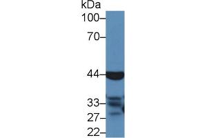 Western Blot; Sample: Mouse Liver lysate; Primary Ab: 5µg/ml Rabbit Anti-Bovine CASP4 Antibody Second Ab: 0. (Caspase 4 Antikörper  (AA 81-270))