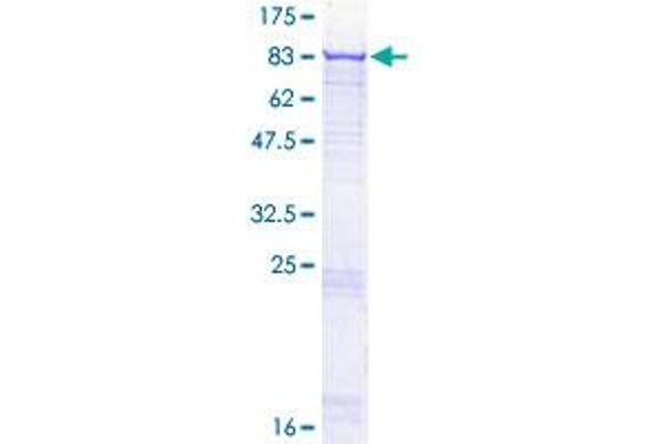 SYK Protein (AA 1-635) (GST tag)