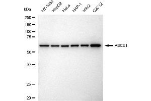 Western blotting analysis using ABCE1 antibody (ABIN7797688). (Rekombinanter ABCE1 Antikörper)