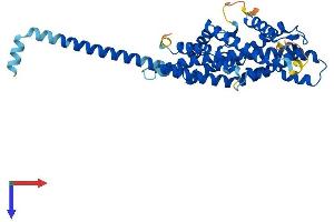PEX3 Protein (AA 1-373) (His tag)