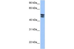 Western Blotting (WB) image for anti-3-Oxoacid CoA Transferase 1 (OXCT1) antibody (ABIN2463188) (OXCT1 Antikörper)
