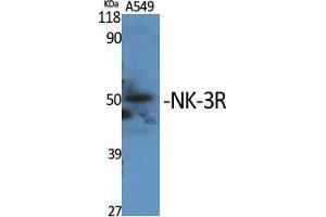 Western Blot (WB) analysis of specific cells using NK-3R Polyclonal Antibody. (TACR3 Antikörper  (C-Term))