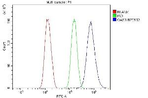 anti-2'-5' Oligoadenylate Synthetase 3 (OAS3) (AA 990-1087) antibody