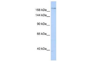 Plexin A2 antibody used at 1 ug/ml to detect target protein. (Plexin A2 Antikörper  (N-Term))