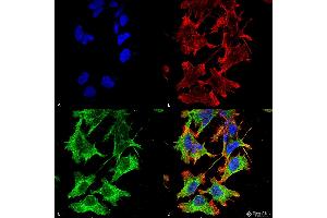 Immunocytochemistry/Immunofluorescence analysis using Mouse Anti-GluN1/NR1 Monoclonal Antibody, Clone S308-48 . (GRIN1/NMDAR1 Antikörper  (AA 42-361) (APC))