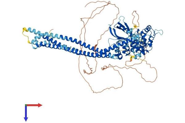 ASAP3 Protein (AA 1-903) (His tag)