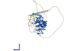 AlphaFold protein structure predicition of Mouse Recombinant Srpk2 Protein, UniprotID O54781