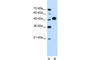 Western Blotting (WB) image for anti-Makorin Ring Finger Protein 1 (MKRN1) antibody (ABIN2462668) (MKRN1 Antikörper)
