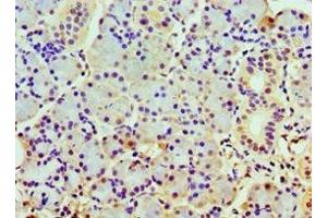 Immunohistochemistry of paraffin-embedded human pancreatic tissue using ABIN7148498 at dilution of 1:100 (COPS7A Antikörper  (AA 1-275))