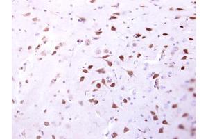 IHC-P Image ENSA antibody detects ENSA protein at cytosol on mouse fore brain by immunohistochemical analysis. (Ensa Antikörper)