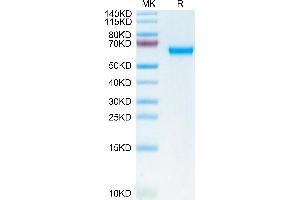 Mouse MDL-1/CLEC5A on Tris-Bis PAGE under reduced condition. (CLEC5A Protein (AA 26-190) (Fc Tag))