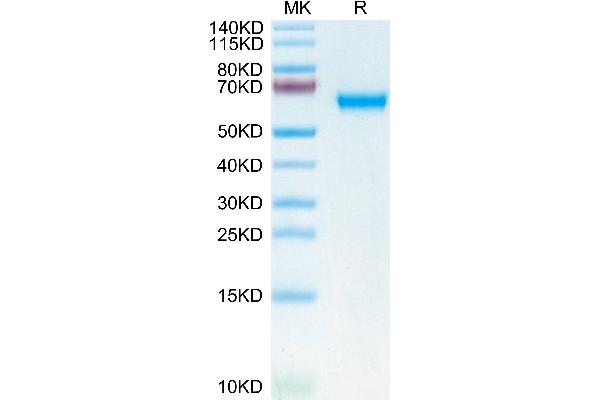 CLEC5A Protein (AA 26-190) (Fc Tag)
