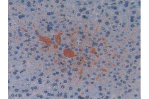 Detection of ELOA in Mouse Liver Tissue using Polyclonal Antibody to Elongin A (ELOA)