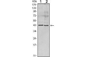Western blot analysis using Apoa5 mouse mAb against human serum (1) and Apoa5 recombinant protein (2).