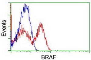 Flow Cytometry (FACS) image for anti-B-Raf proto-oncogene, serine/threonine kinase (BRAF) antibody (ABIN1496951) (BRAF Antikörper)