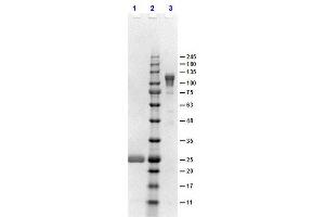 SDS-PAGE results of Goat F(ab')2 Anti-Rabbit IgG F(c) Antibody. (Ziege anti-Kaninchen IgG (Fc Region) Antikörper - Preadsorbed)