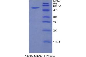 SDS-PAGE analysis of Mouse HGFAC Protein.