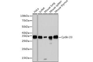 Western blot analysis of extracts of various cell lines, using Cyclin D3 Rabbit mAb (ABIN1681042, ABIN3018381, ABIN3018382 and ABIN7101605) at 1:1000 dilution. (Cyclin D3 Antikörper)