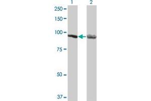 Western Blot analysis of AMPD2 expression in transfected 293T cell line by AMPD2 monoclonal antibody (M05), clone 3C5. (AMPD2 Antikörper  (AA 86-185))