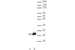 Histone H2B acetyl Lys16 pAb tested by Western blot.