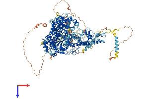 POLG Protein (AA 1-1239) (His tag)