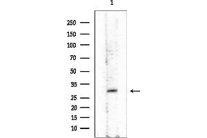anti-Free Fatty Acid Receptor 1 (FFAR1) (Internal Region) antibody