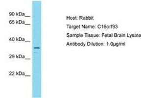 Image no. 1 for anti-Chromosome 16 Open Reading Frame 93 (C16ORF93) (C-Term) antibody (ABIN6750723) (C16ORF93 Antikörper  (C-Term))